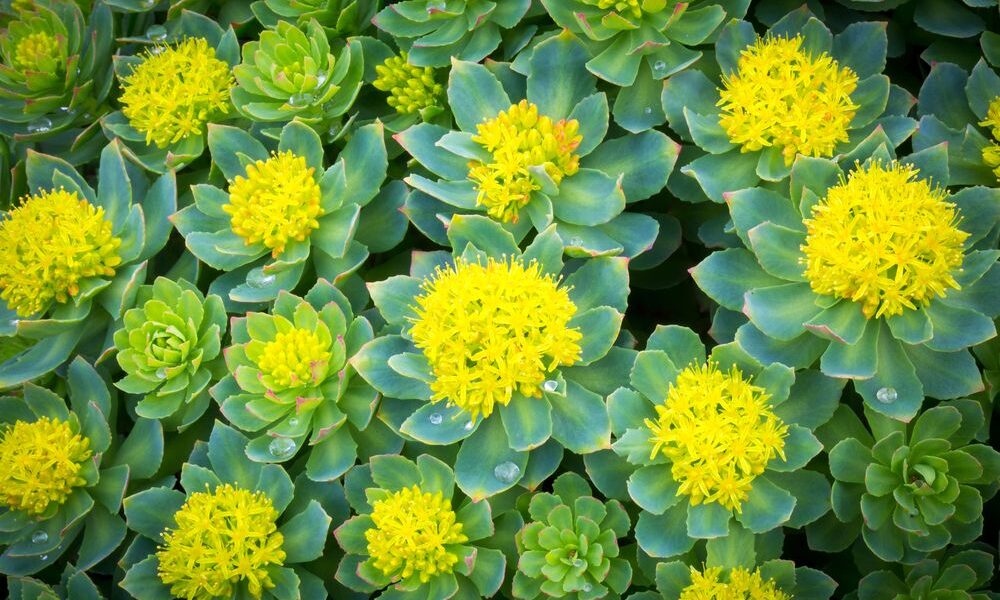 Rhodiola rosea