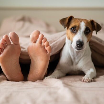 prečo pes olizuje nohy