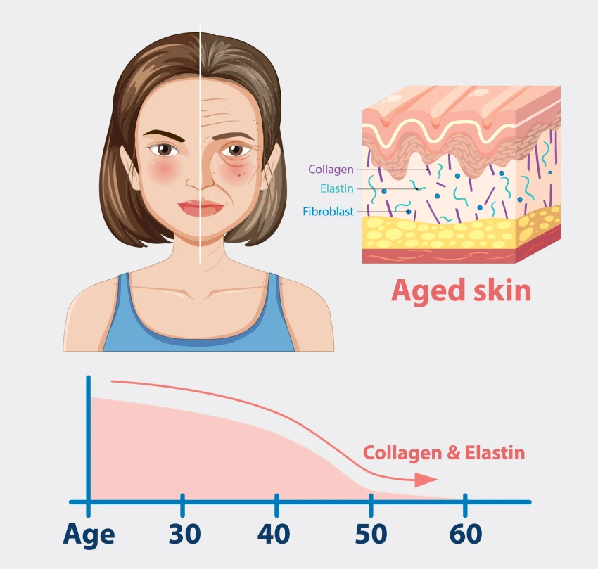 skin aging a kolagén