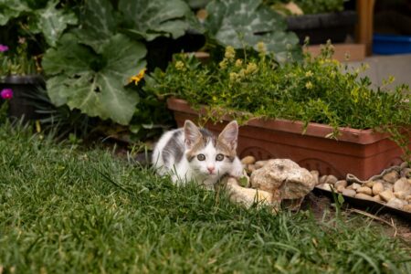 mačka tráviaca čas na záhrade