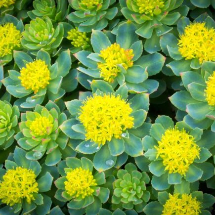 Rhodiola rosea