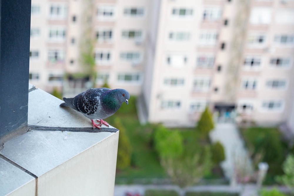 riešenia proti holubom na balkóne